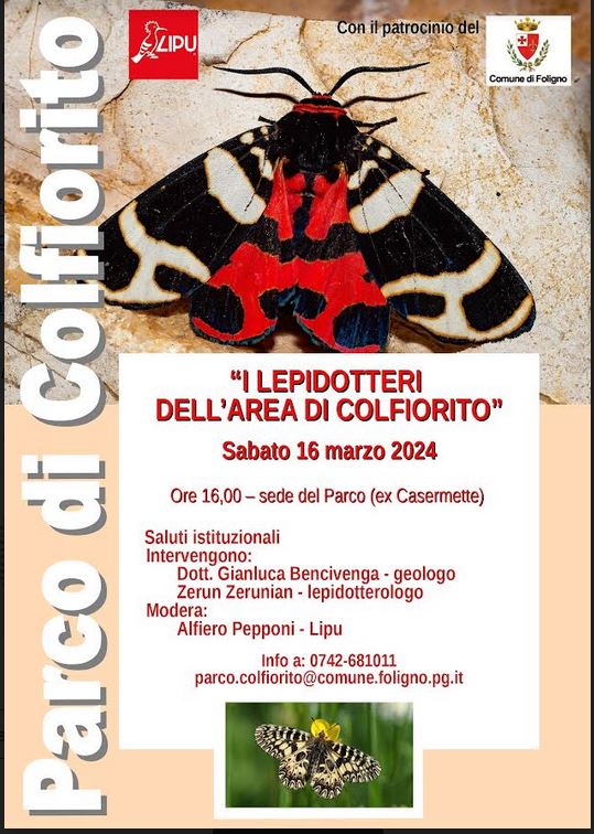Lepidotteri_Colfiorito